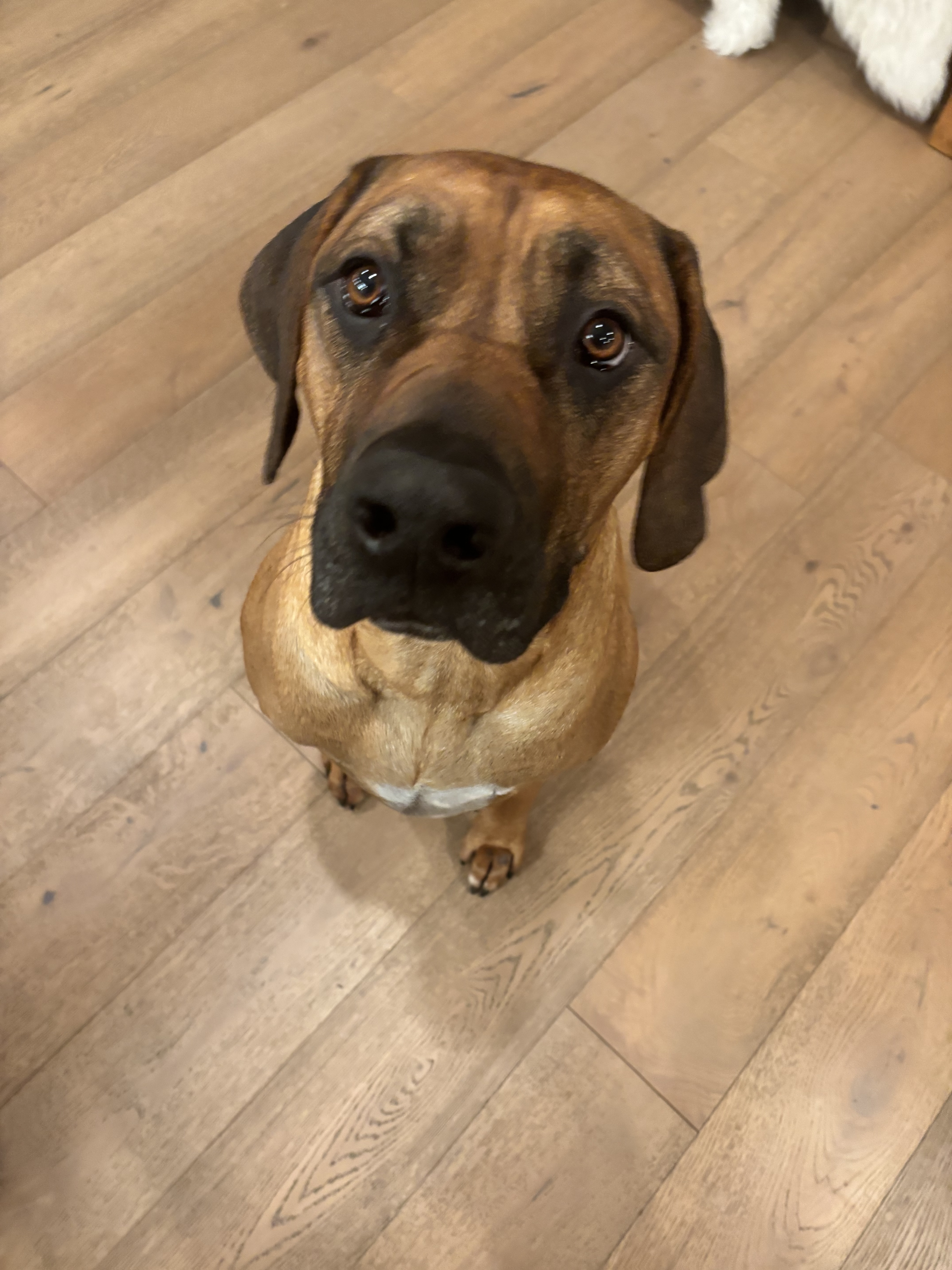 Hank