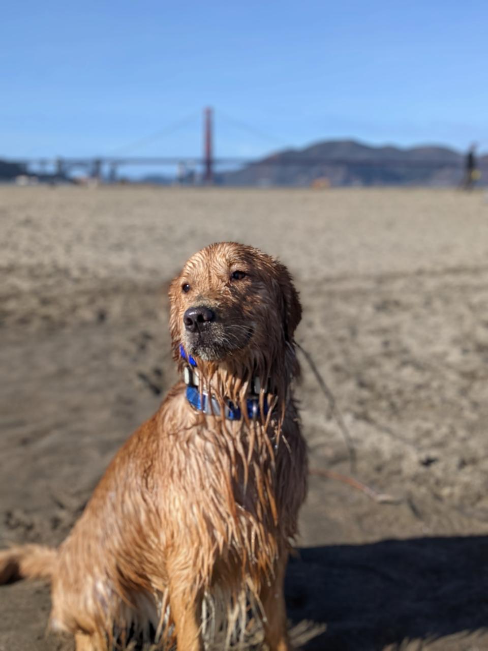 beachdog